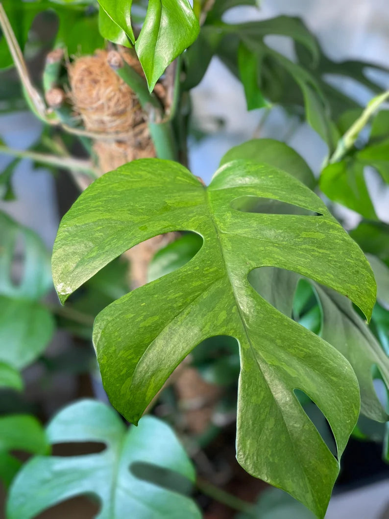 Variegated Rhaphidophora tetrasperma (green on green splattered variegation) image 1