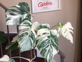 Albo Variegated Monstera - 6 leaf branch clipping! image 1