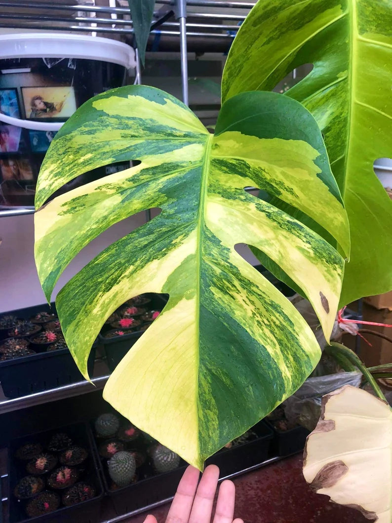 Monstera AUREA Variegated Borsigiana Live Plant Fully Rooted image 4