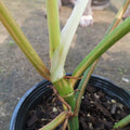 Philodendron Domesticum Variegated — 1 Pot image 3