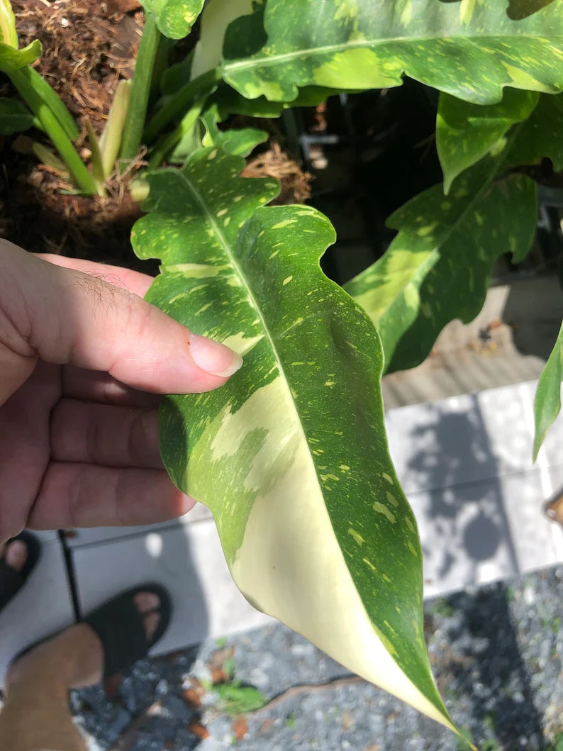 Very Rare Philodendron Ring of Fire Variegata - Large size image 1