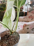 Half moon: 4 Leaves monstera Albo borsiagina white tiger - Express image 1