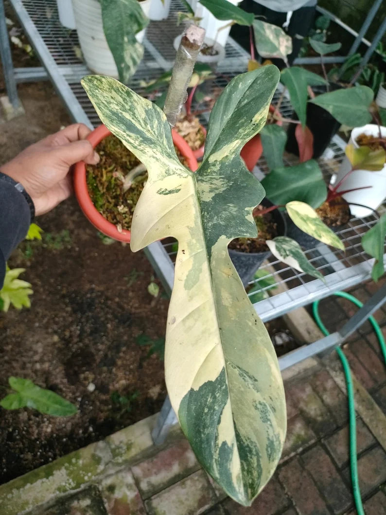 Philodendron Bipennifolium Violin variegated image 0