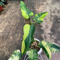 Philodendron Domesticum Variegated 9 Leaves image 2