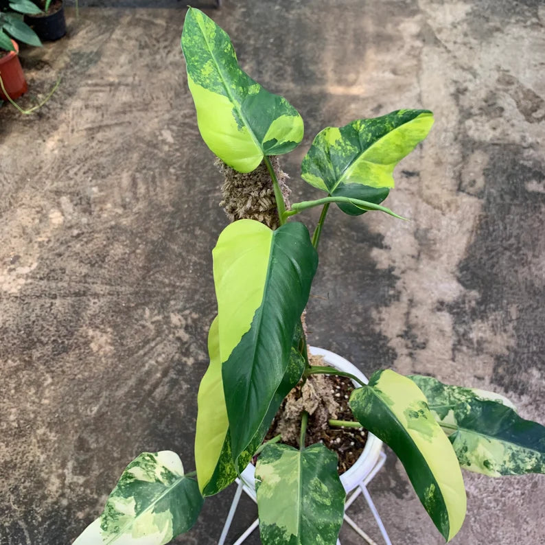 Philodendron Domesticum Variegated 9 Leaves image 2