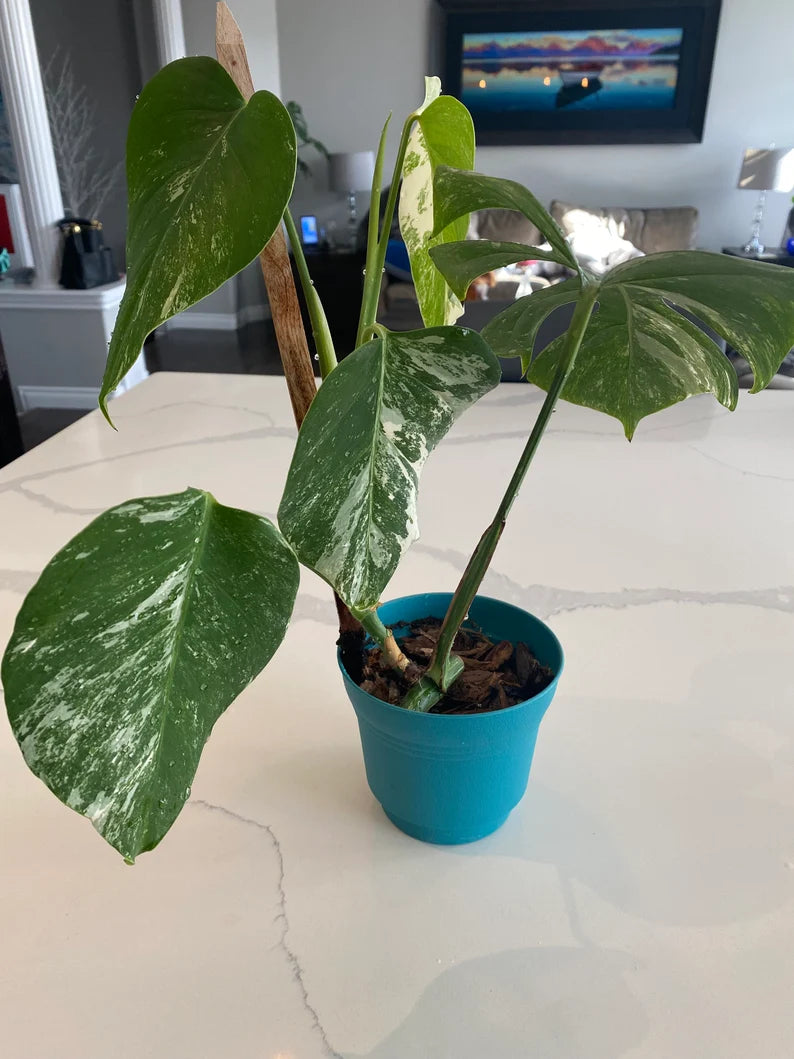 Monstera Albo FULL PLANT image 5