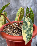 Philodendron Billietiae Variegated — Live Plant image 2