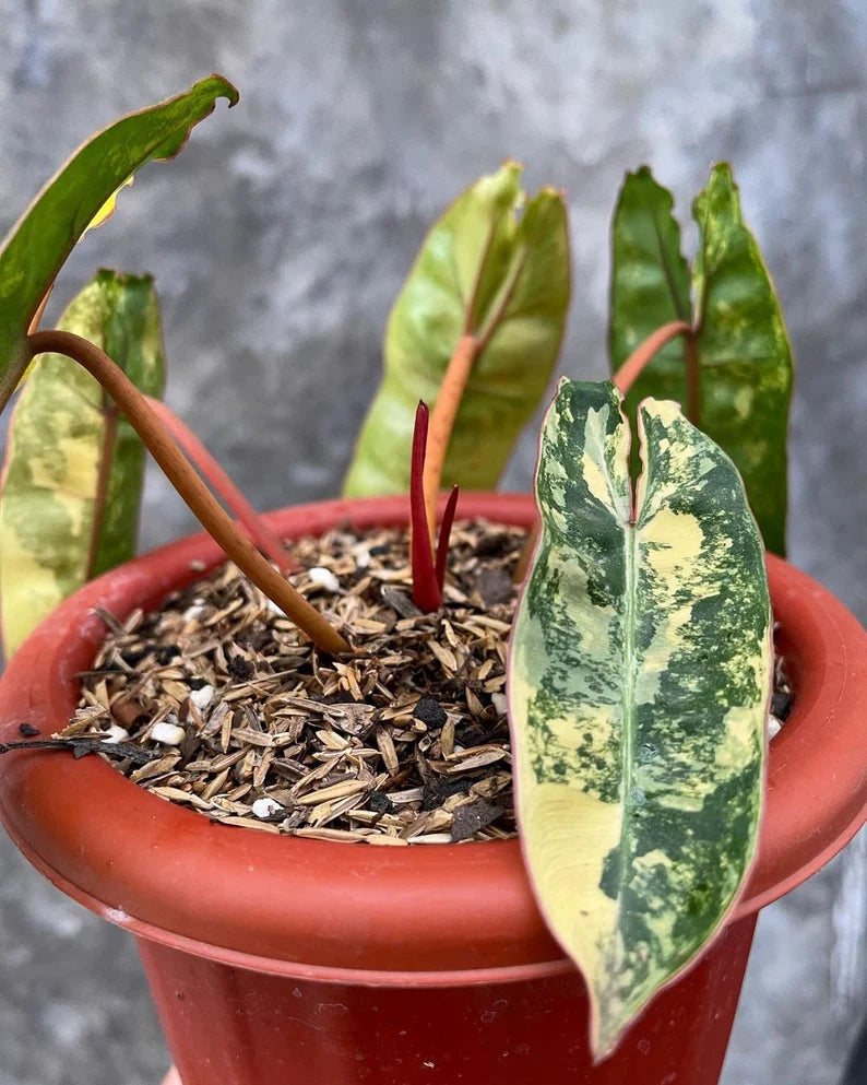 Philodendron Billietiae Variegated — Live Plant image 2