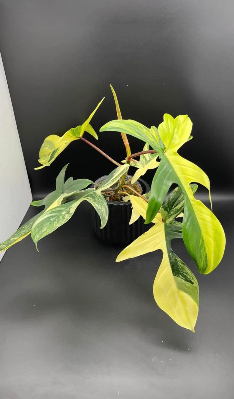 XL Rooted Philodendron Florida Beauty Cutting image 1