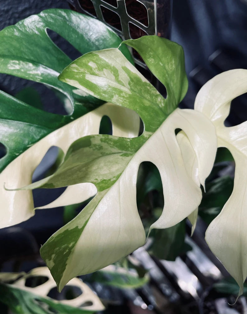 Rhaphidophora Tetrasperma Albo Variegated Paragon image 2