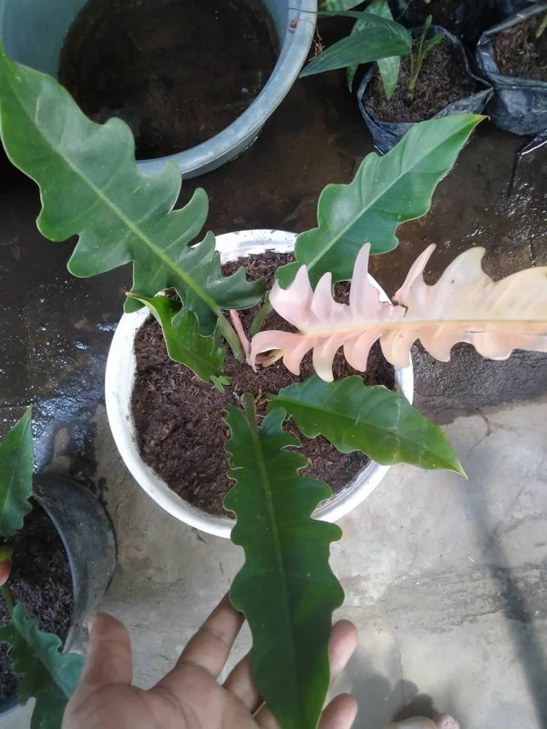 Philodendron Ring of Fire Variegated — Pink, Rare image 3