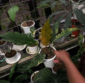 Philodendron Caramel marble image 4