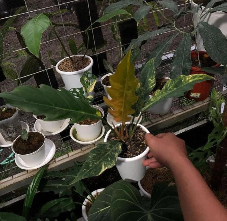 Philodendron Caramel marble image 4