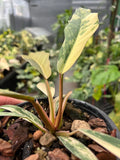 Philodendron Caramel Marble Variegated Fully Rooted Baby Plant image 7
