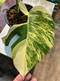Monstera AUREA Variegated Borsigiana Live Plant Fully Rooted image 3