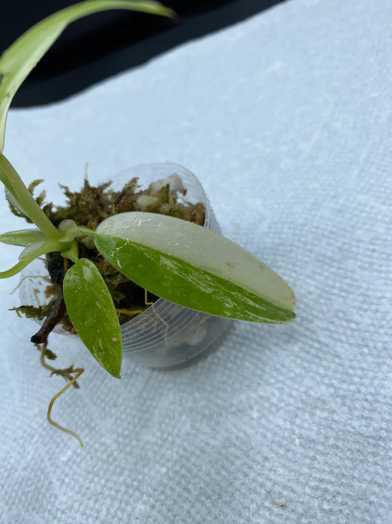 Philodendron Variegated Domesticum Babies. Fully Rooted. image 5