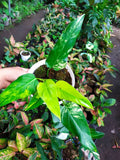 Rare Philodendron Domesticum Variegated Plant image 2