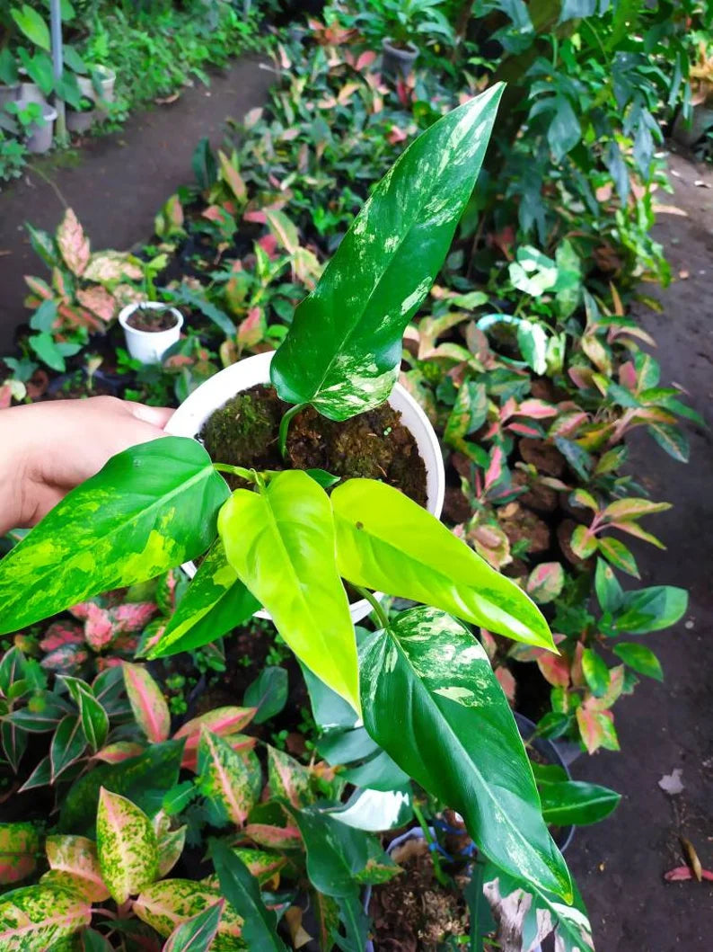 Rare Philodendron Domesticum Variegated Plant image 2