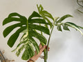 Variegated Monstera Deliciosa Albo Borsigiana 3 Leaves image 1
