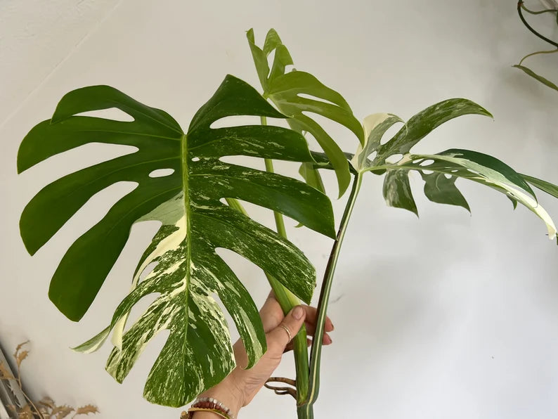 Variegated Monstera Deliciosa Albo Borsigiana 3 Leaves image 1