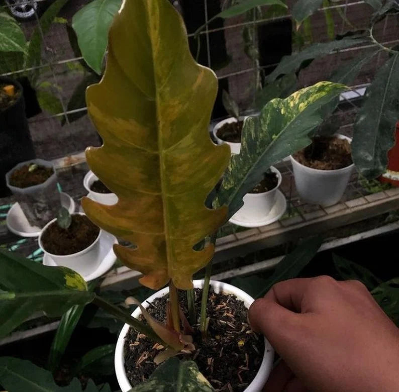 Philodendron Caramel marble image 3