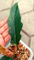 Philodendron Caramel Marble Variegated image 4