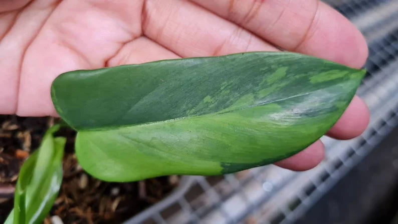 Philodendron bipennifolium Variegated / violin Variegated image 4