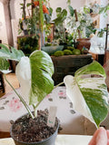Half moon: 4 Leaves monstera Albo borsiagina white tiger - Express image 2