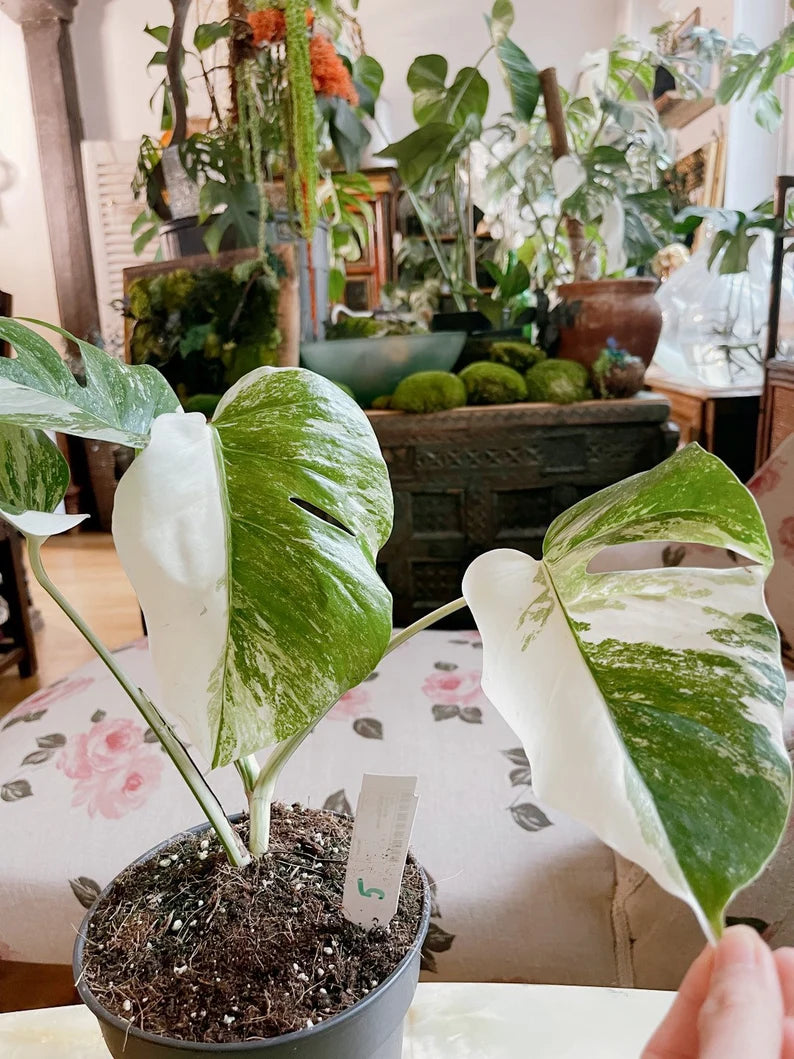 Half moon: 4 Leaves monstera Albo borsiagina white tiger - Express image 2