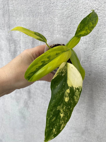 Philodendron domesticum variegated image 0