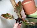 Highly Variegated Philodendron Caramel Marble rooted plant ( pic.2-9th), RARE#1 image 7
