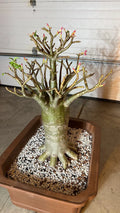 Rachinee RCN—Thai Arabicum image 4