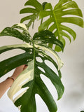 Variegated Monstera Deliciosa Albo Borsigiana 3 Leaves image 7