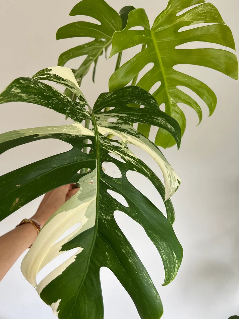 Variegated Monstera Deliciosa Albo Borsigiana 3 Leaves image 7