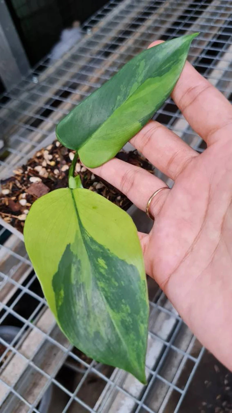Philodendron bipennifolium Variegated / violin Variegated image 0