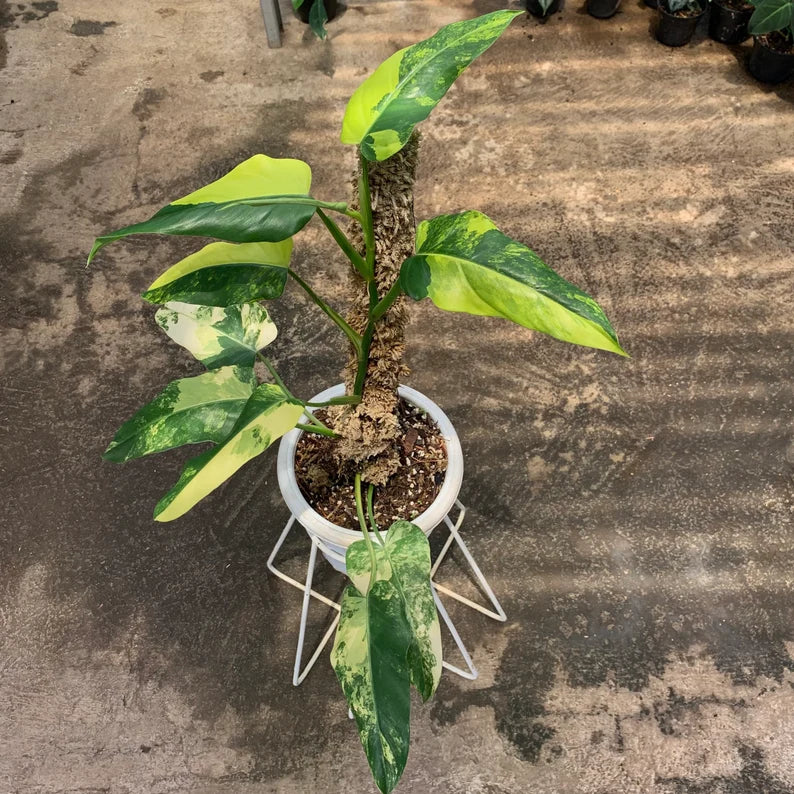 Philodendron Domesticum Variegated 9 Leaves image 1