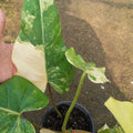 Philodendron Domesticum Variegated — 1 Pot image 7