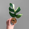 Rhaphidophora Tetrasperma Aurea Variegated image 4