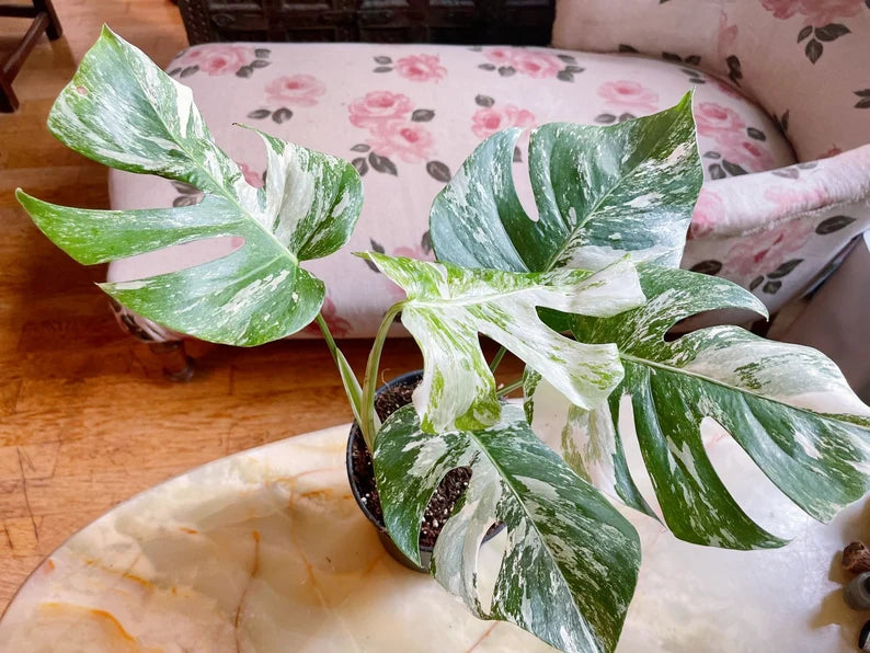 Very Rare: 5 leaves Monstera albo borsiagina Marble full rooted- H40cm image 2