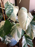 Albo Variegated Monstera - 6 leaf branch clipping! image 0