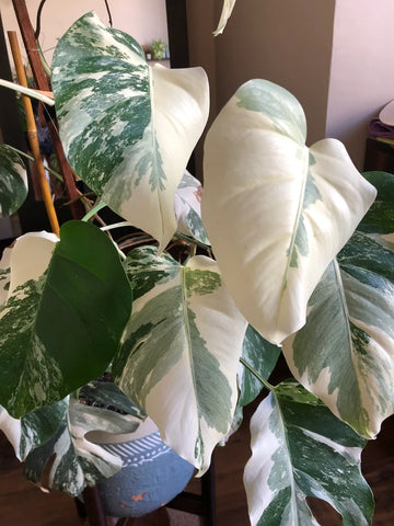 Albo Variegated Monstera - 6 leaf branch clipping! image 0