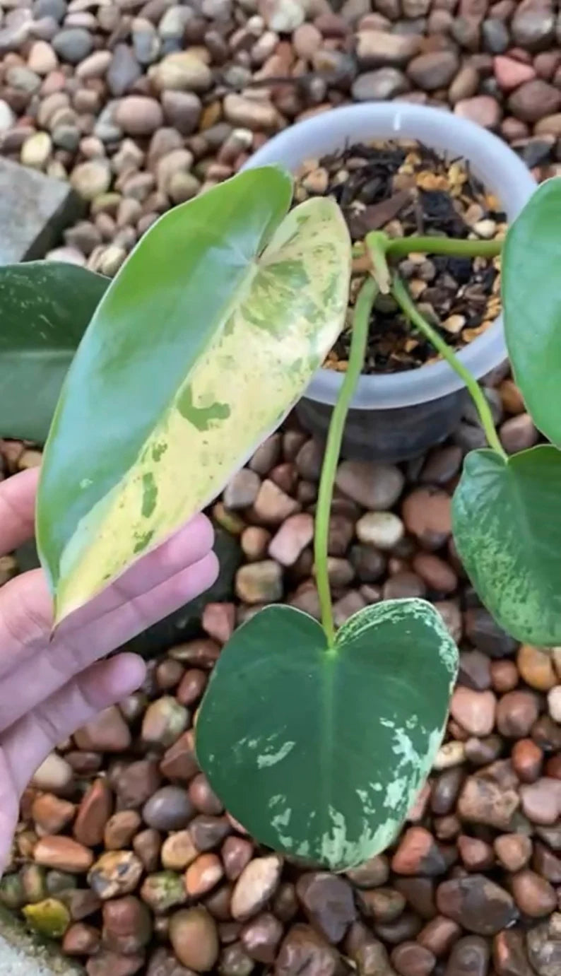 Philodendron Ilsemanii Variegated image 4