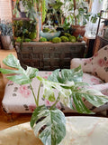 Very Rare: 5 leaves Monstera albo borsiagina Marble full rooted- H40cm image 3