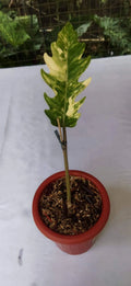Philodendron Caramel Marble Variegated image 0