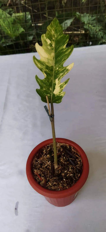 Philodendron Caramel Marble Variegated image 0