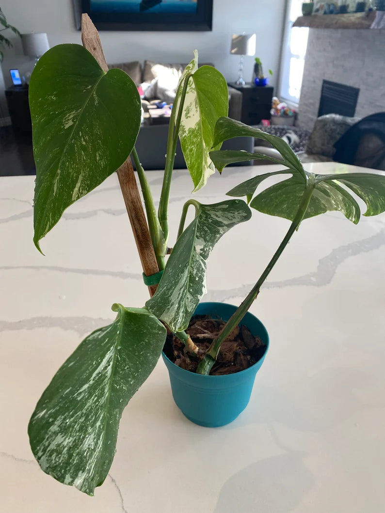 Monstera Albo FULL PLANT image 8