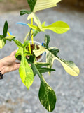 Philodendron Florida Beauty Variegated Fully Rooted Plant image 3
