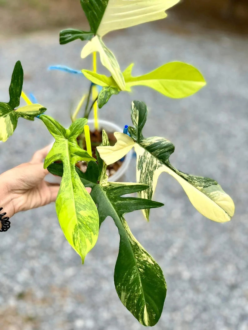 Philodendron Florida Beauty Variegated Fully Rooted Plant image 3