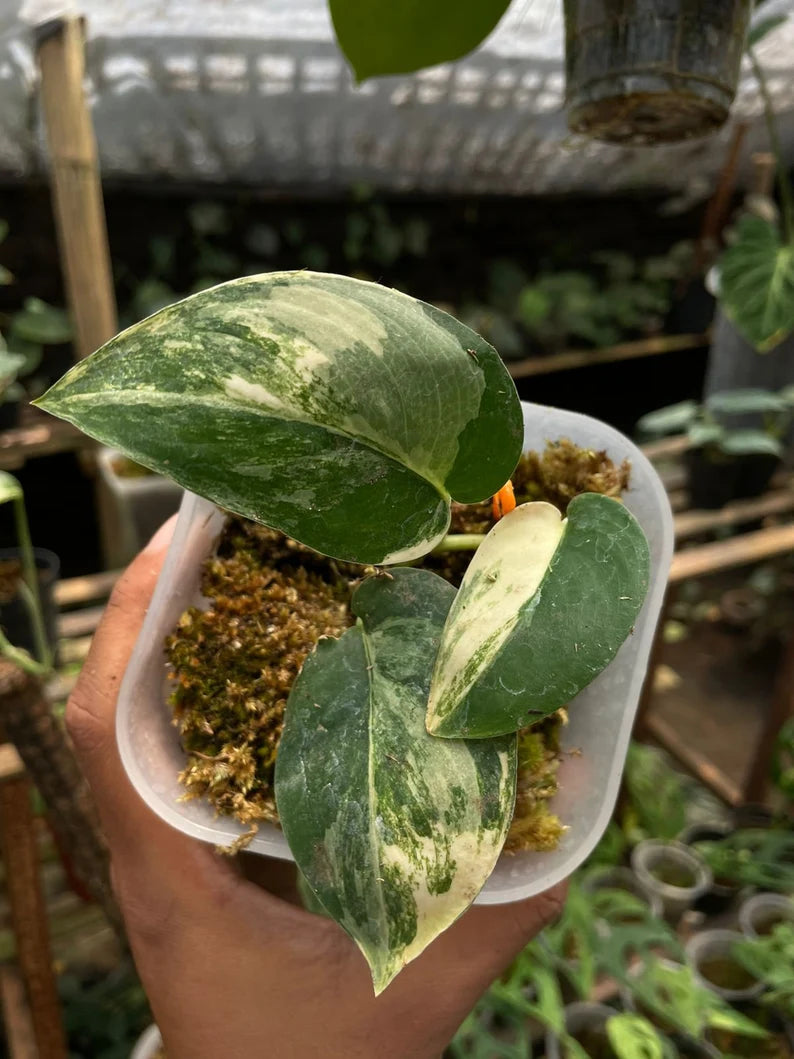 Scindapsus Jade Satin White Albo Variegated Rare image 0