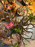 Rachinee RCN—Thai Arabicum image 2